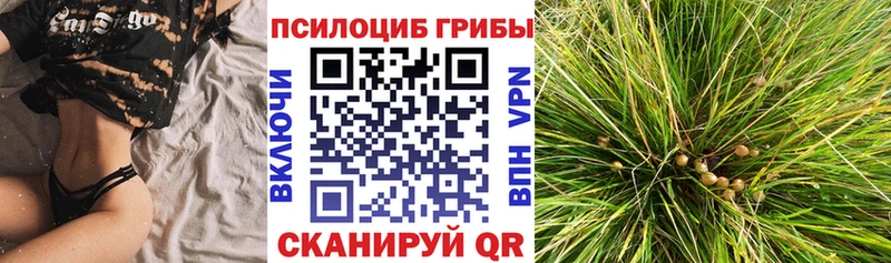 Псилоцибиновые грибы мицелий Кольчугино
